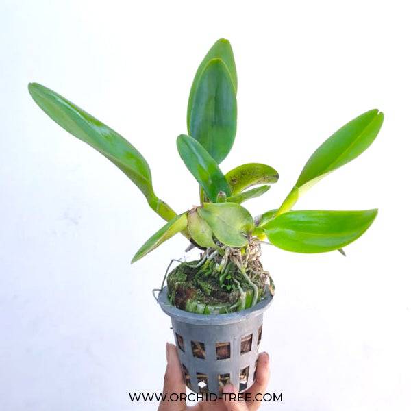 Cattleya Yen 24 Carat - Without Flowers | BS - Buy Orchids Plants Online by Orchid-Tree.com