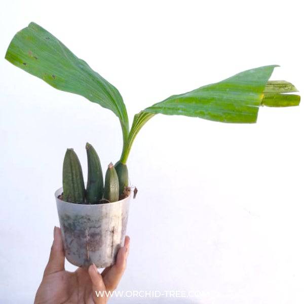 Anguloa clowesii sp. - Without Flowers | BS - Buy Orchids Plants Online by Orchid-Tree.com