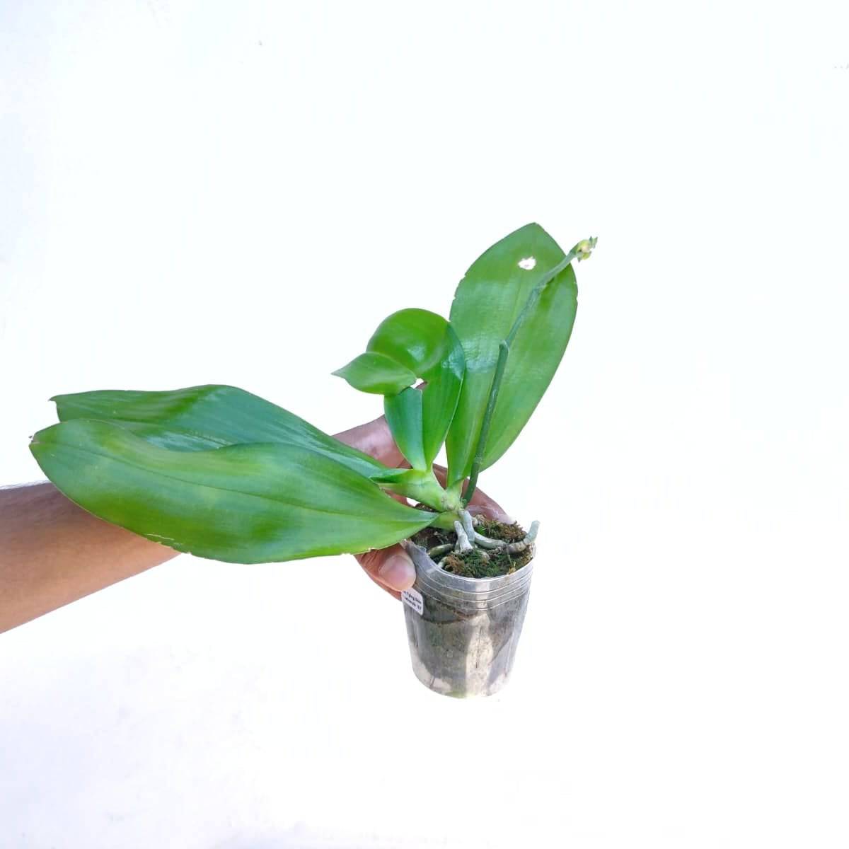Phalaenopsis Tying Shin Fly Eagle x Tetraspis C1 - With Spike | FF - Buy Orchids Plants Online by Orchid-Tree.com
