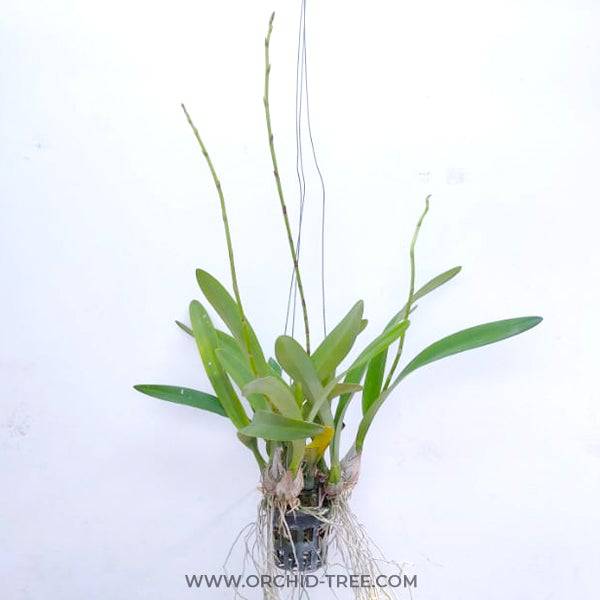 Encyclia phoenicea hybrid - Without Flowers | BS - Buy Orchids Plants Online by Orchid-Tree.com