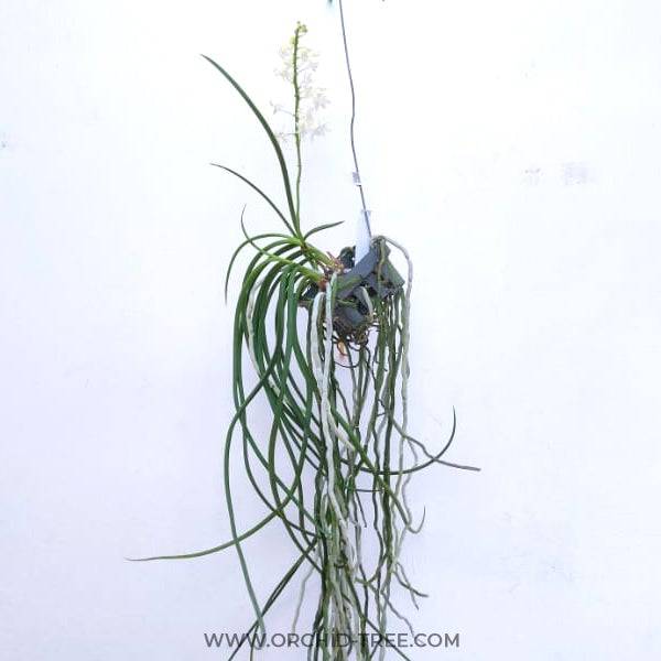 Seidenfadenia mitrata var alba - Without Flowers | BS - Buy Orchids Plants Online by Orchid-Tree.com