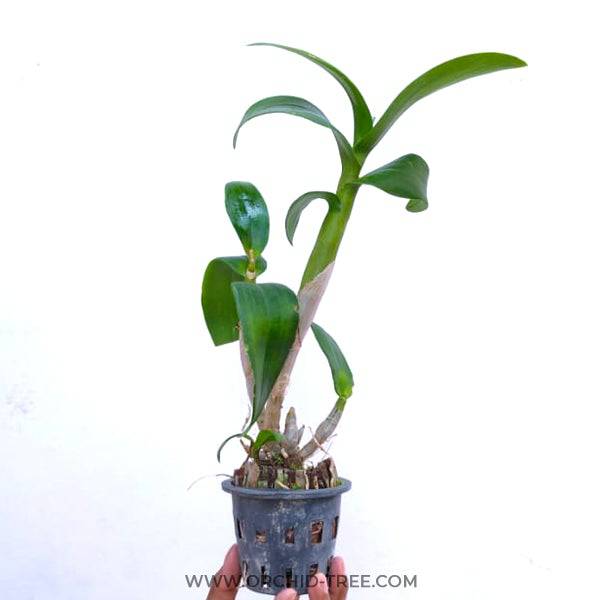 Dendrobium King Jumbo - Without Flowers | BS - Buy Orchids Plants Online by Orchid-Tree.com