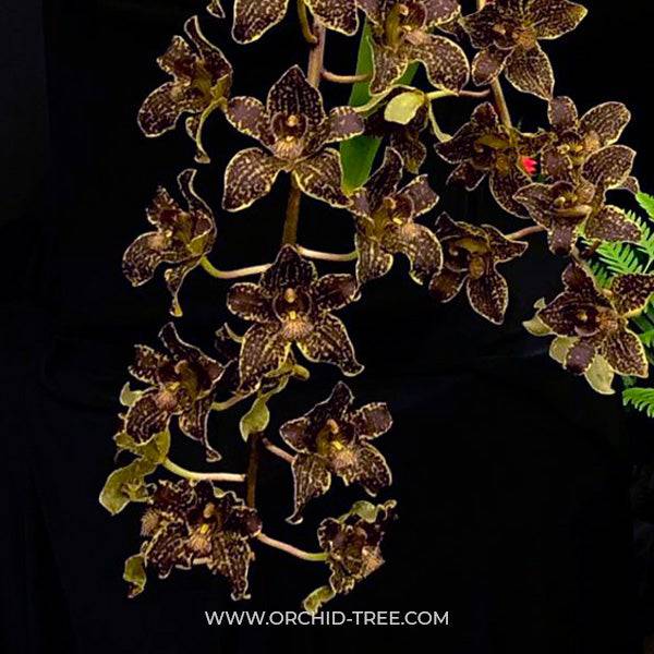 Grammatophyllum Jumbo Grand - Without Flowers | BS - Buy Orchids Plants Online by Orchid-Tree.com