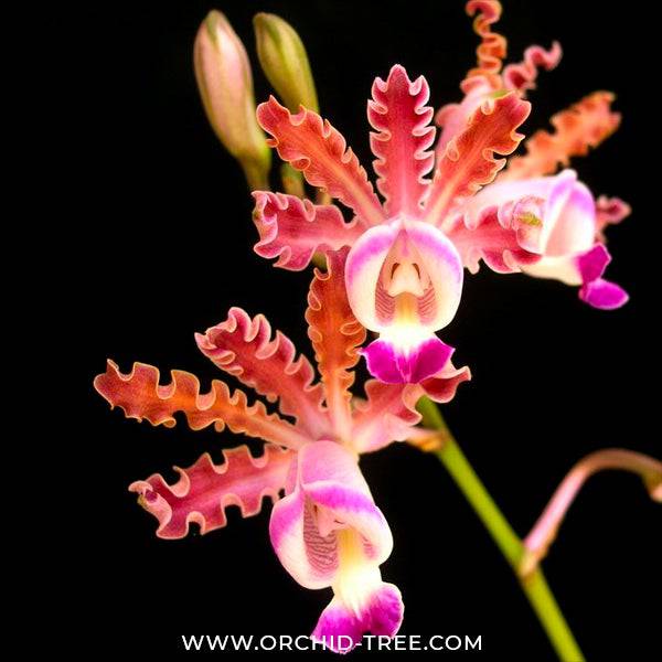 Cattleya (Schm.) tibicinis sp. - Without Flowers | BS - Buy Orchids Plants Online by Orchid-Tree.com