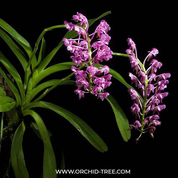 Vanda Aerides leeana Sp. - Without Flowers | BS - Buy Orchids Plants Online by Orchid-Tree.com