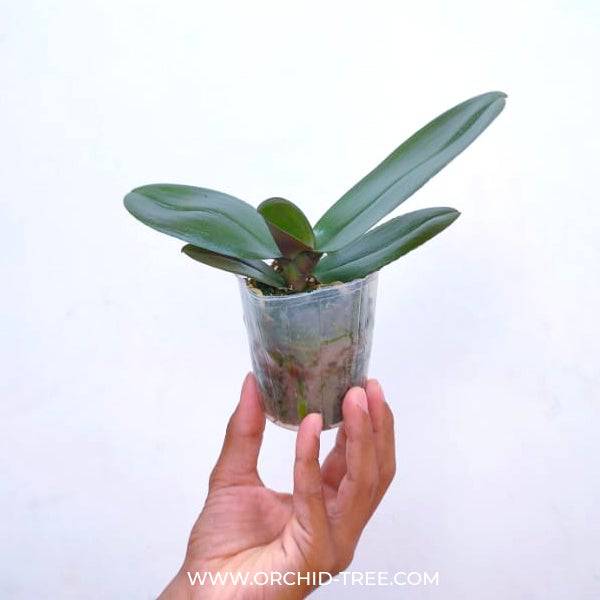 Phalaenopsis Sultry Rose - With Small Spike | FF - Buy Orchids Plants Online by Orchid-Tree.com