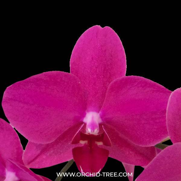 Phalaenopsis Sultry Rose - With Small Spike | FF - Buy Orchids Plants Online by Orchid-Tree.com