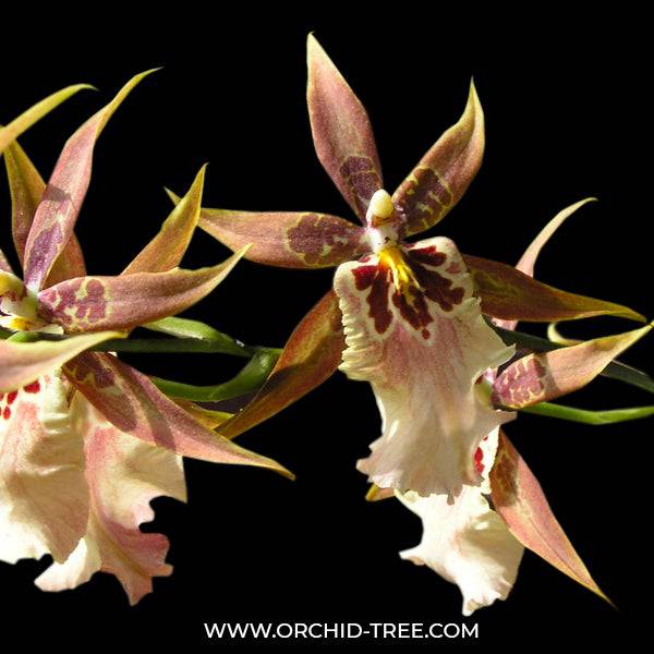 Oncidium (Alcra) Sunday's Best Muffin - Without Flower | BS - Buy Orchids Plants Online by Orchid-Tree.com