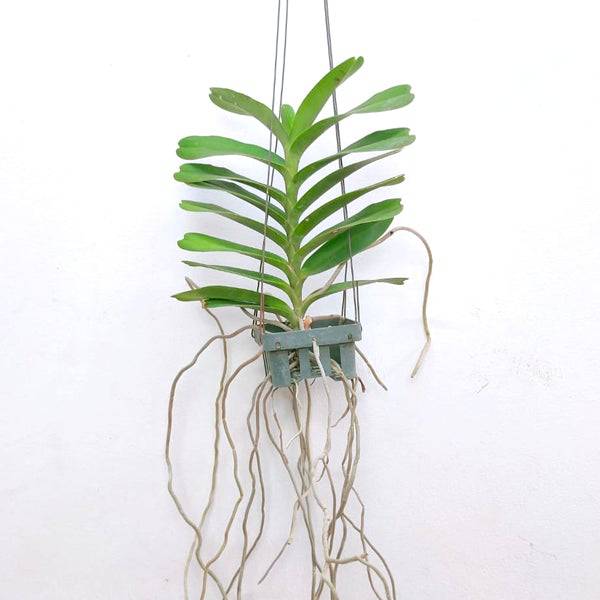 Vanda Renanthera Kalsom - Without Flowers | BS - Buy Orchids Plants Online by Orchid-Tree.com
