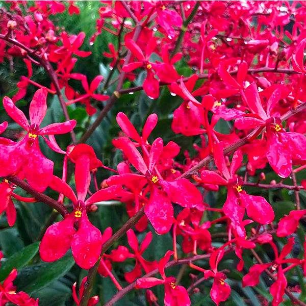 Vanda Renanthera Kalsom - Without Flowers | BS - Buy Orchids Plants Online by Orchid-Tree.com