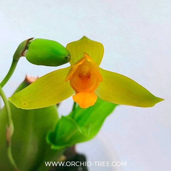 Lycaste aromatica sp. - Without Flowers | BS - Buy Orchids Plants Online by Orchid-Tree.com
