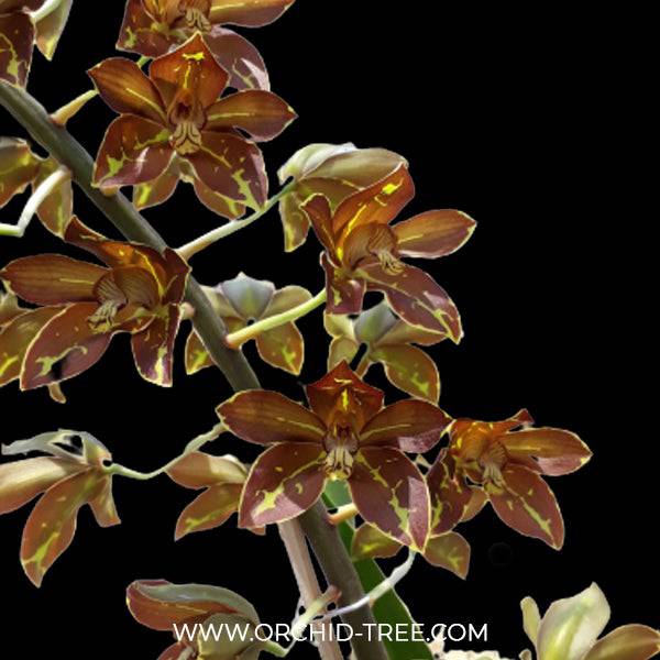 Grammatophyllum Lazarus - Without Flowers | BS - Buy Orchids Plants Online by Orchid-Tree.com