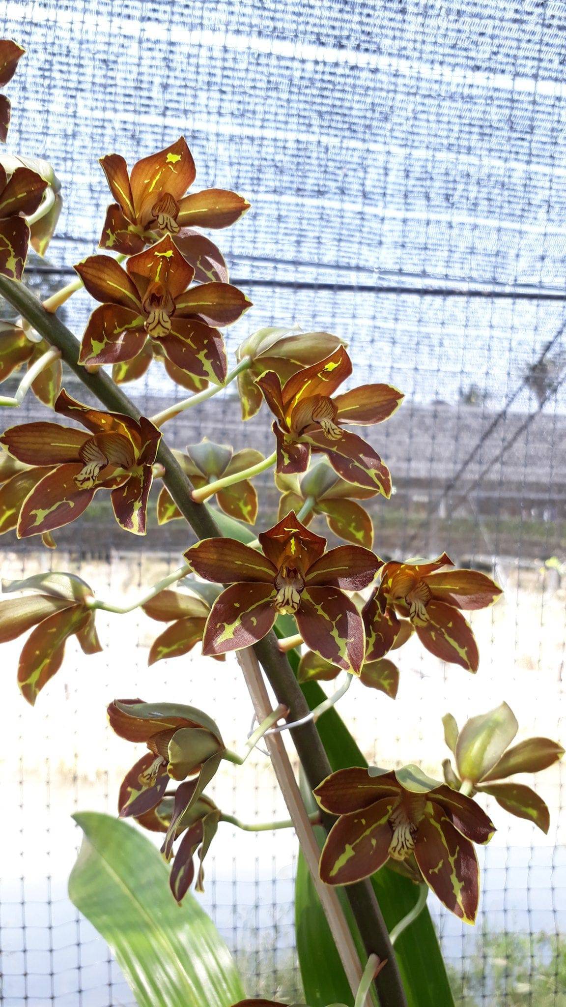 Grammatophyllum Lazarus - Without Flowers | BS - Buy Orchids Plants Online by Orchid-Tree.com