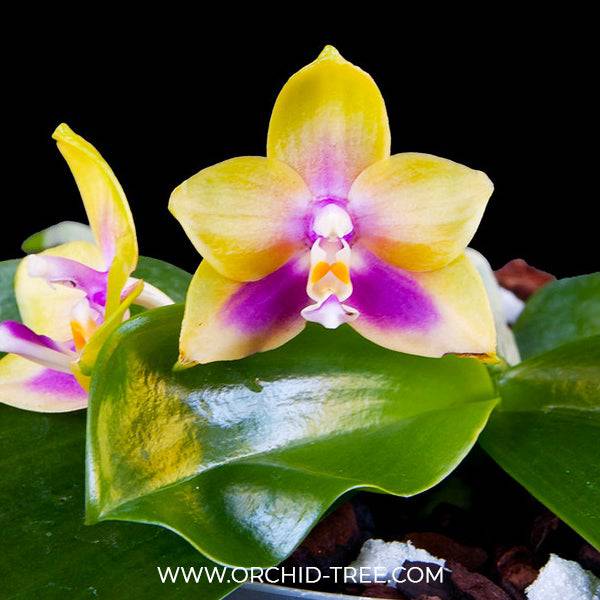 Phal. Hawaii Dragon Girl x Happy Eagle - Without Flowers | BS - Buy Orchids Plants Online by Orchid-Tree.com