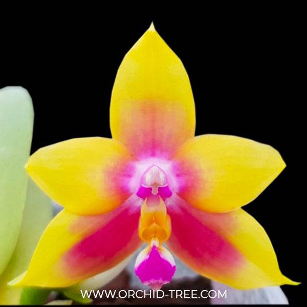 Phal. Hawaii Dragon Girl x Happy Eagle - Without Flowers | BS - Buy Orchids Plants Online by Orchid-Tree.com