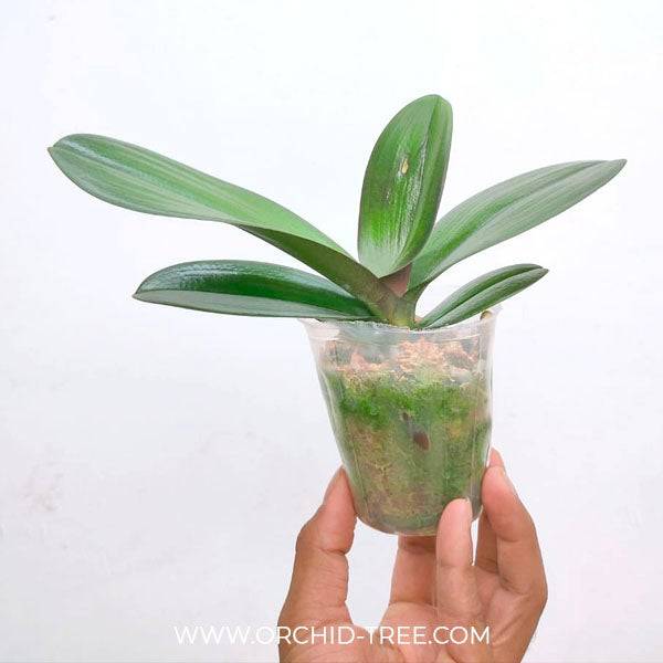 Phalaenopsis Younghome Sweety - With Buds | FF - Buy Orchids Plants Online by Orchid-Tree.com