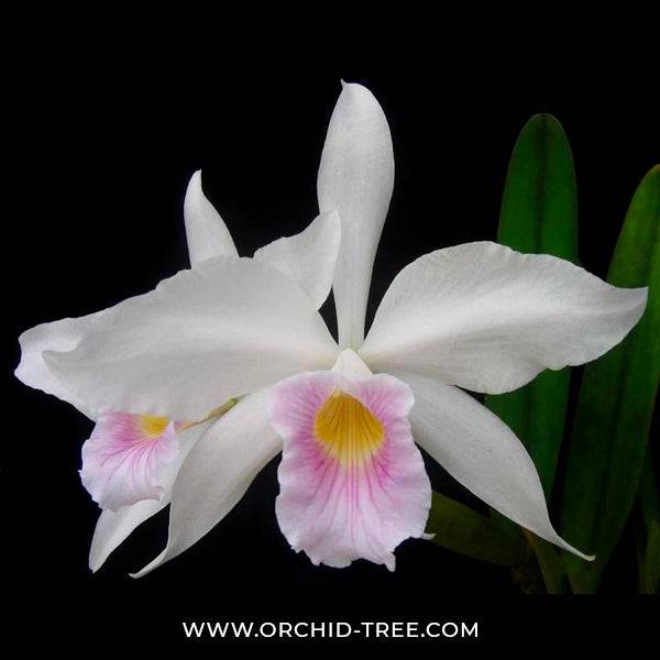 Cattleya purpurata var. russeliana sp. - Without Flowers | BS - Buy Orchids Plants Online by Orchid-Tree.com