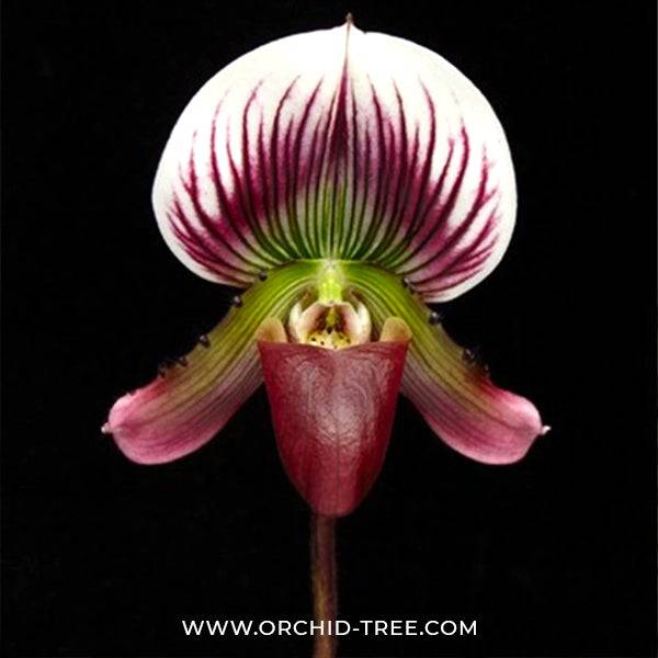 Paphiopedilum callosum sp. × sib - Without Flowers | BS - Buy Orchids Plants Online by Orchid-Tree.com