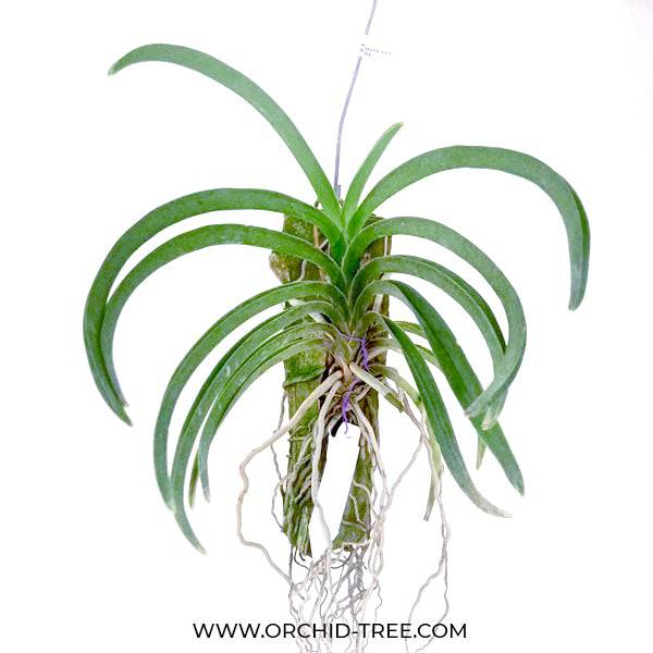 Vanda Neostylis Lou Sneary White - Without Flowers | BS - Buy Orchids Plants Online by Orchid-Tree.com