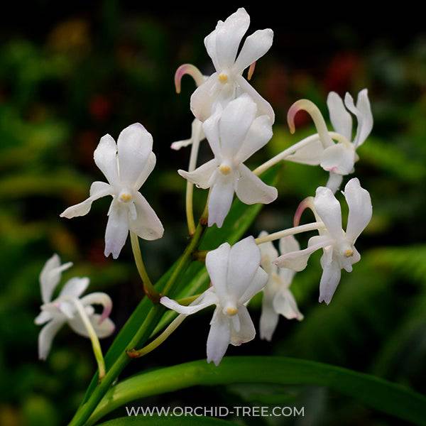 Vanda Neostylis Lou Sneary White - Without Flowers | BS - Buy Orchids Plants Online by Orchid-Tree.com