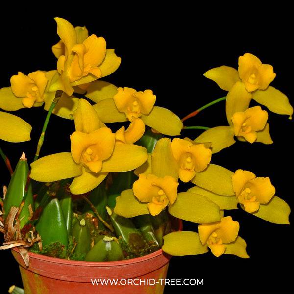 Lycaste macrobulbon sp. - Without Flowers | BS - Buy Orchids Plants Online by Orchid-Tree.com