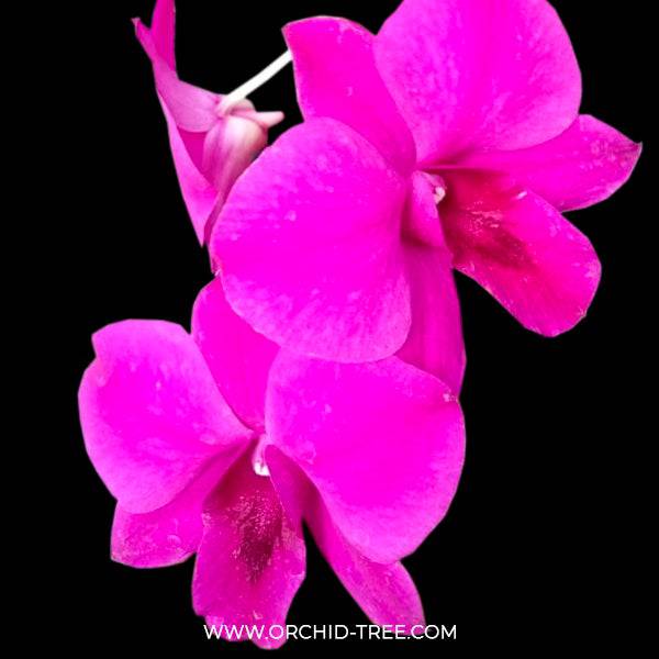 Dendrobium Gossip - Without Flowers | BS - Buy Orchids Plants Online by Orchid-Tree.com