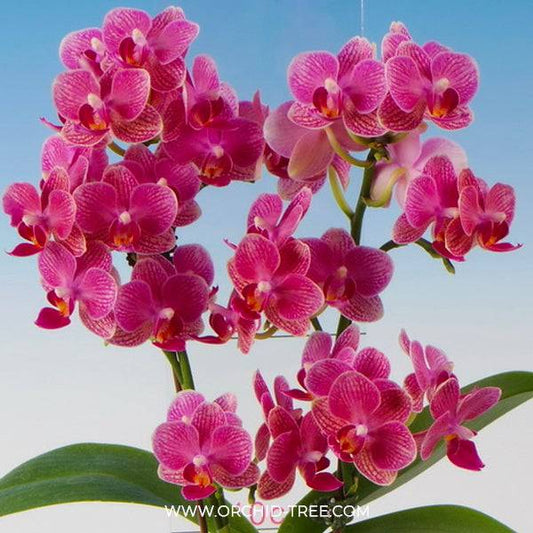 Phalaenopsis Lucky Sun - With Small Spike | FF - Buy Orchids Plants Online by Orchid-Tree.com