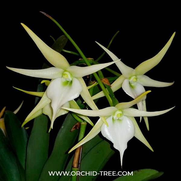 Angreacum Crestwood Tomorrow Star - Without Flowers | BS - Buy Orchids Plants Online by Orchid-Tree.com