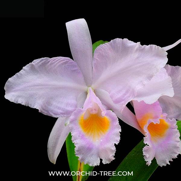 Cattleya trianaei var. concolor sp. - Without Flowers | BS - Buy Orchids Plants Online by Orchid-Tree.com