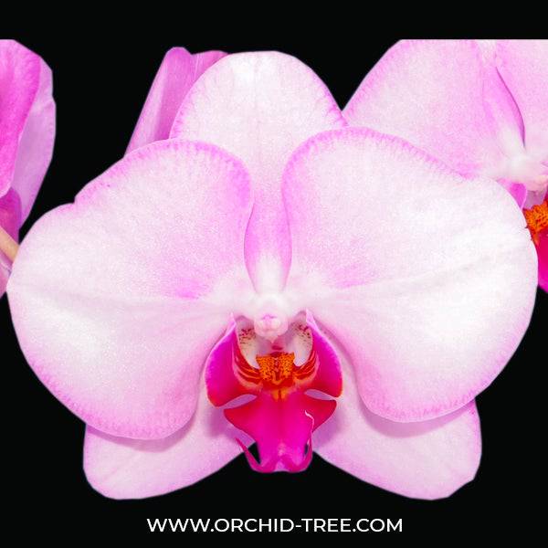 Phalaenopsis Sakurahime - With Small Spike | FF - Buy Orchids Plants Online by Orchid-Tree.com