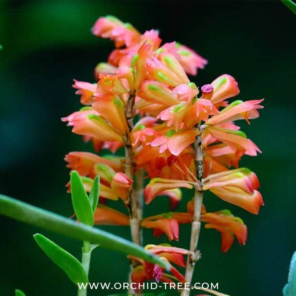 Dendrobium faciferum sp. - Without Flowers | BS - Buy Orchids Plants Online by Orchid-Tree.com