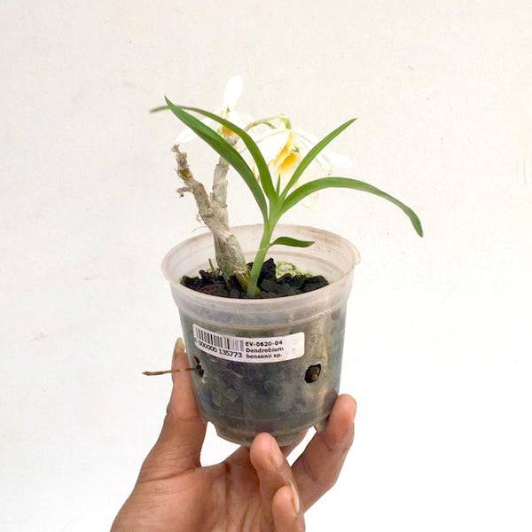 Dendrobium bensoniae sp. - Without Flowers | BS - Buy Orchids Plants Online by Orchid-Tree.com