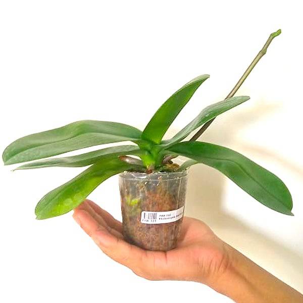 Phalaenopsis Red Coral - With Spike | FF - Buy Orchids Plants Online by Orchid-Tree.com