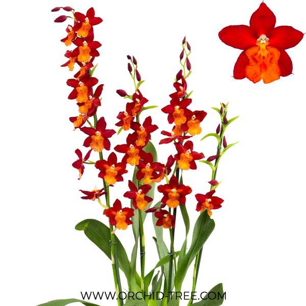 Oncidium (Wils.) Fire Alarm - Without Flowers | BS - Buy Orchids Plants Online by Orchid-Tree.com