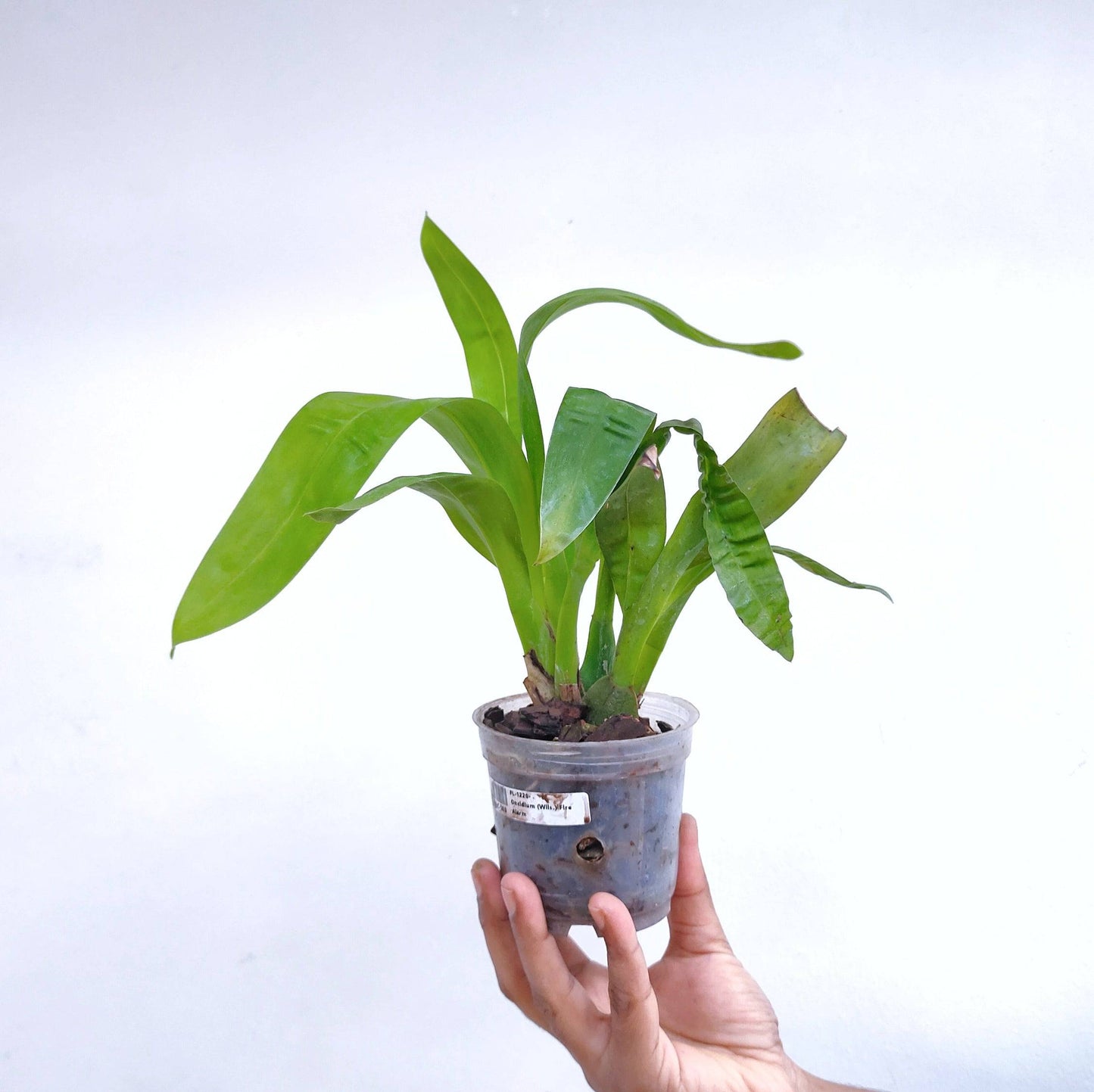 Oncidium (Wils.) Fire Alarm - Without Flowers | BS - Buy Orchids Plants Online by Orchid-Tree.com
