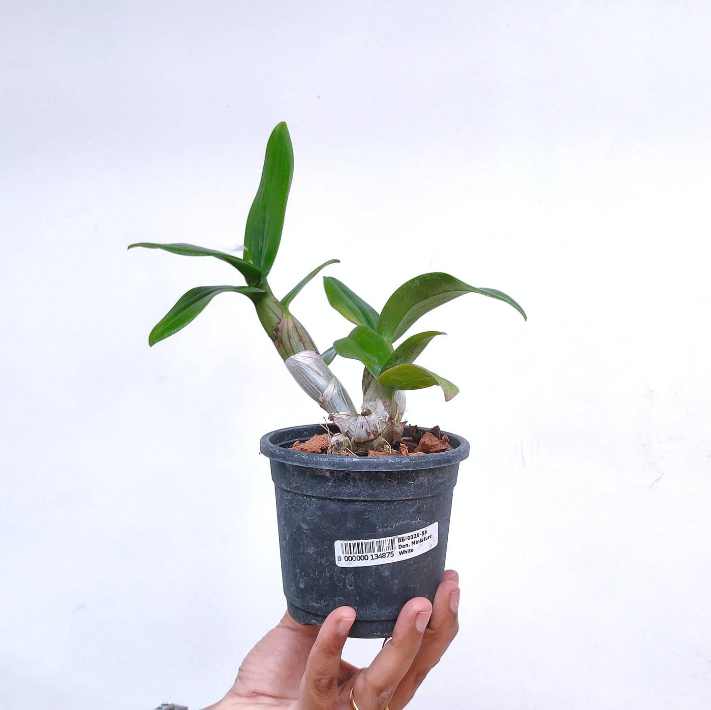 Dendrobium Miniature White - Without Flowers | BS - Buy Orchids Plants Online by Orchid-Tree.com