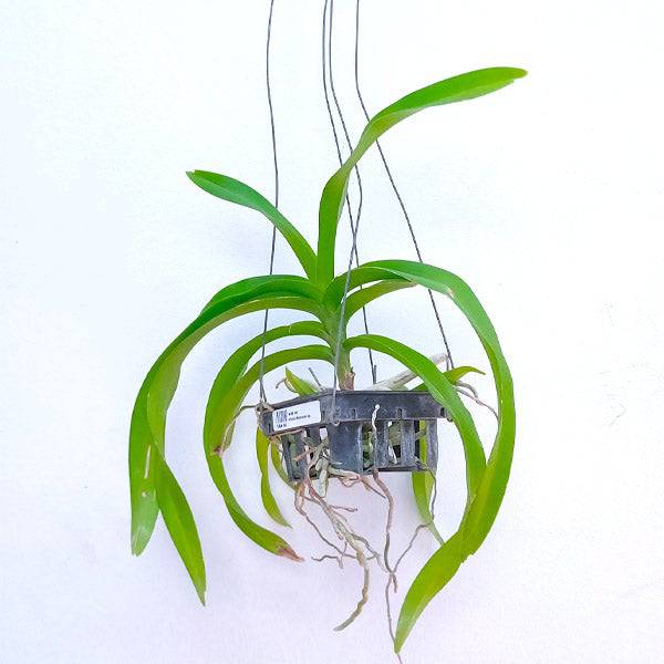 Vanda bensonii sp. - Without Flowers | BS - Buy Orchids Plants Online by Orchid-Tree.com