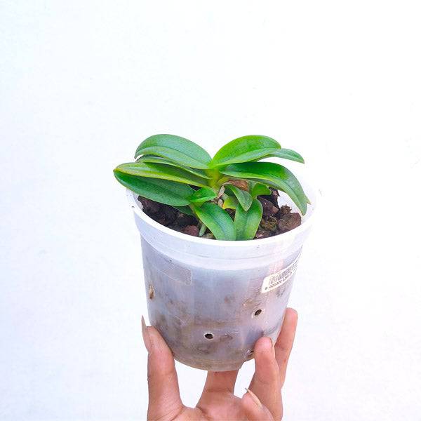 Doritis Yellow White - Without Flower | BS - Buy Orchids Plants Online by Orchid-Tree.com