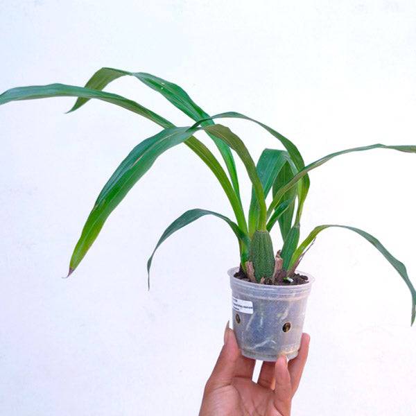 Zygolum Louisendorf 'Rhein Moonlight' - Without Flowers | BS - Buy Orchids Plants Online by Orchid-Tree.com