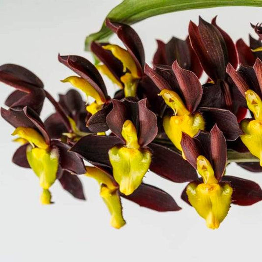 Catasetum tenebrosum sp. - Without Flowers | BS - Buy Orchids Plants Online by Orchid-Tree.com