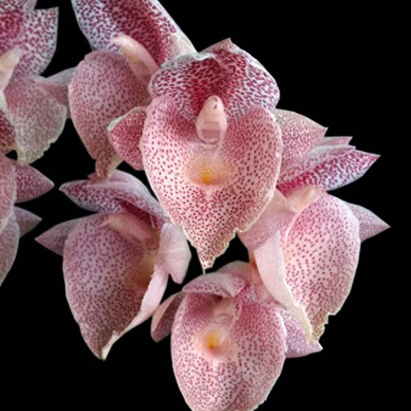 Catasetum Jamie Lawson XOXO - Without Flowers | BS - Buy Orchids Plants Online by Orchid-Tree.com