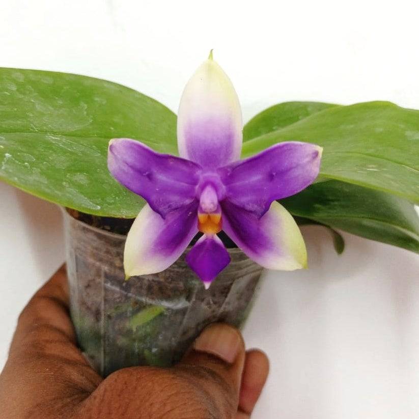 Phalaenopsis Samera Blue - With Bud | FF - Buy Orchids Plants Online by Orchid-Tree.com