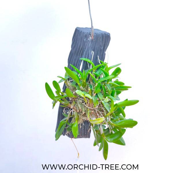 Dendrobium hymenanthum sp. - Without Flowers | BS - Buy Orchids Plants Online by Orchid-Tree.com