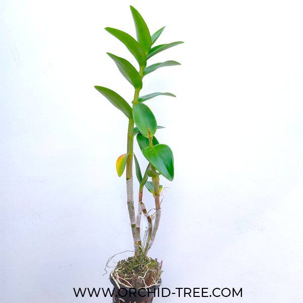 Dendrobium Maroon Rabbit - Without Flowers | BS - Buy Orchids Plants Online by Orchid-Tree.com