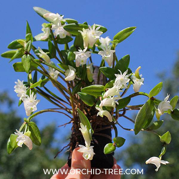 Dendrobium hymenanthum sp. - Without Flowers | BS - Buy Orchids Plants Online by Orchid-Tree.com
