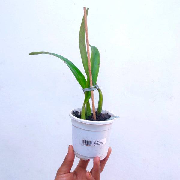 Cattleya trianaei var. concolor sp. - Without Flowers | BS - Buy Orchids Plants Online by Orchid-Tree.com