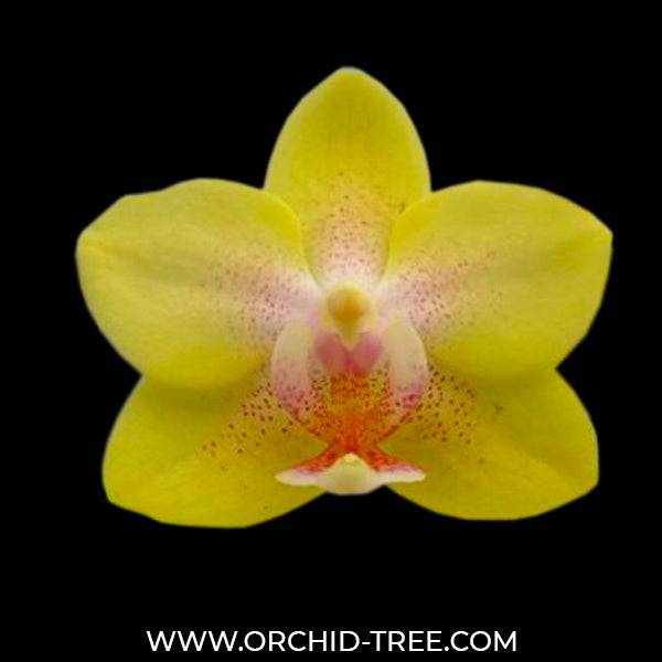 Phalaenopsis Kooper Twilight - With Small Spike | FF - Buy Orchids Plants Online by Orchid-Tree.com