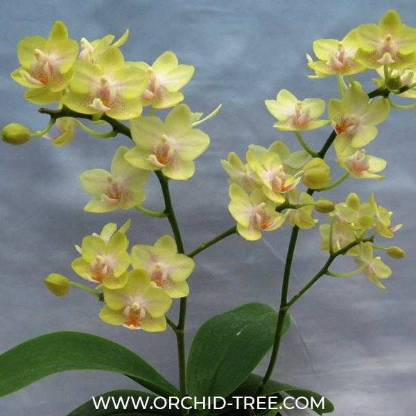 Phalaenopsis Kooper Twilight - With Small Spike | FF - Buy Orchids Plants Online by Orchid-Tree.com