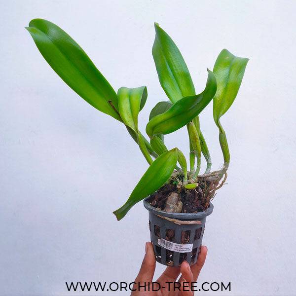 Cattleya (Lc.) Mari's Song x Interglossa #2 - Without Flowers | BS - Buy Orchids Plants Online by Orchid-Tree.com