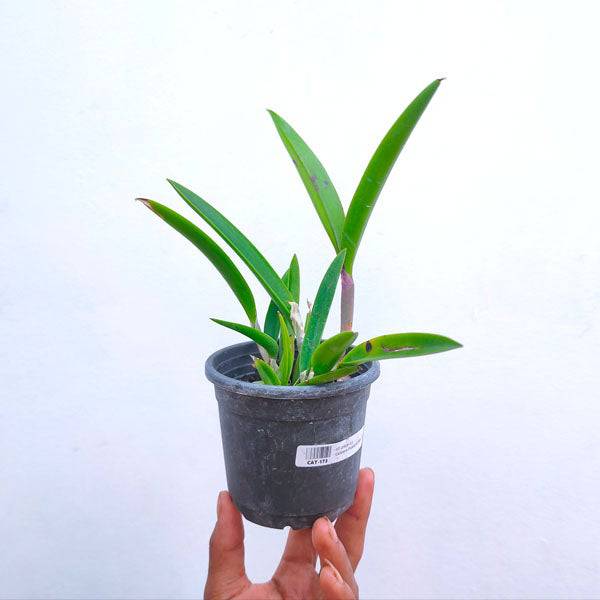 Cattleya (Bc.) Ploenpit Star - Without Flowers | MS - Buy Orchids Plants Online by Orchid-Tree.com